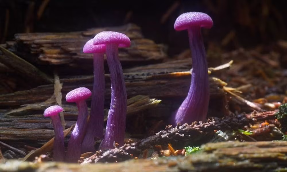 "Laccaria amethystina" là loài nấm có màu tím khi còn non và màu tím bị mất dần trong quá trình phát triển. Chúng sống trong những khu rừng lá rụng cũng như rừng lá kim.