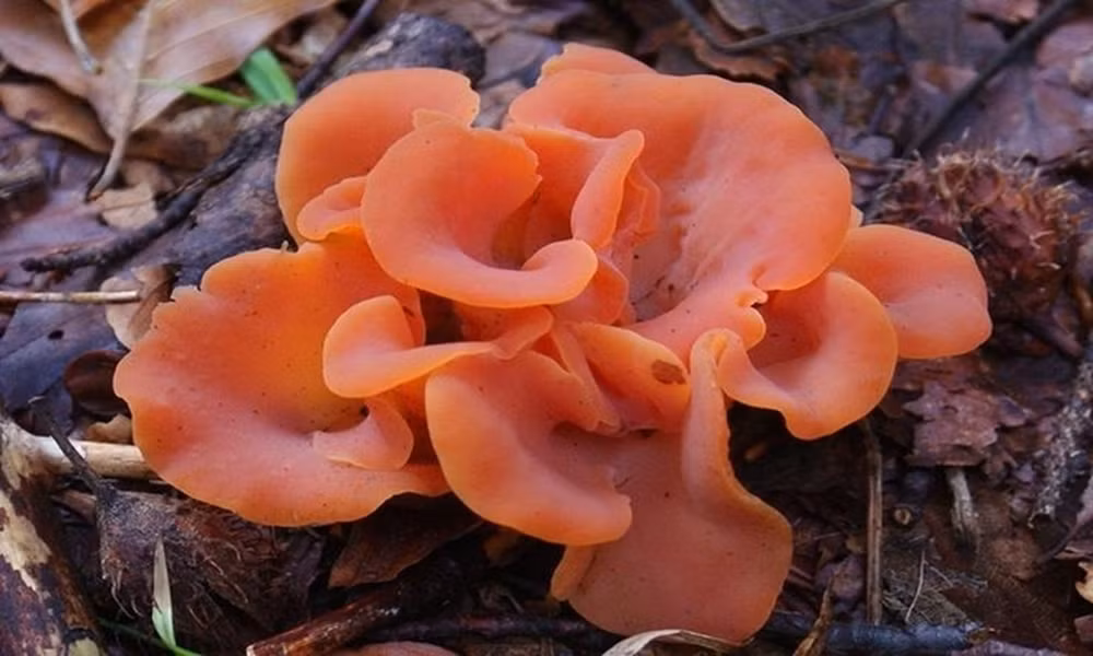 "Guepinia helvelloides" là loài nấm có màu da cam với hình dạng giống vành tai người. Nấm mọc đơn độc hoặc mọc thành cụm trên gỗ mục.