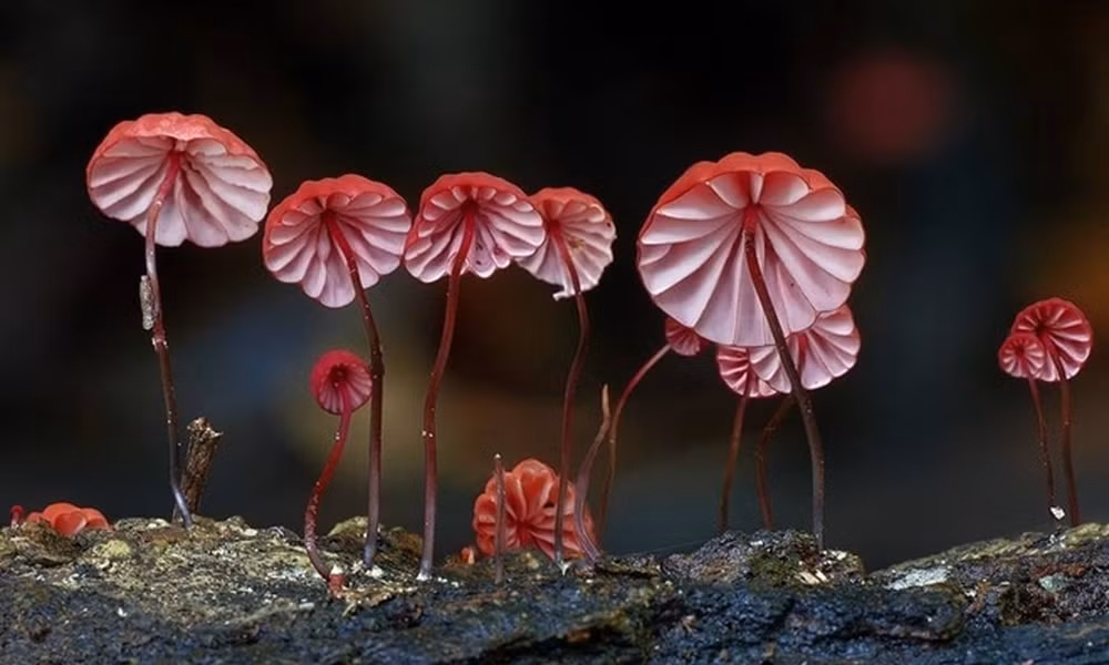 Nấm "Marasmius Haematocephalus" có hình dạng của một chiếc ô, trông giống những vũ công đang nhảy múa.