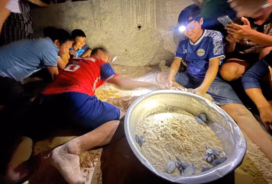 Vào khuya ngày 11/8, tại xã đảo Nhơn Châu (tỉnh Gia Lai), 11 cá thể rùa con chào đời từ ổ trứng đã được cán bộ, người dân địa phương bảo vệ và thả về biển. Ảnh: ĐVCC/Báo Gia Lai.