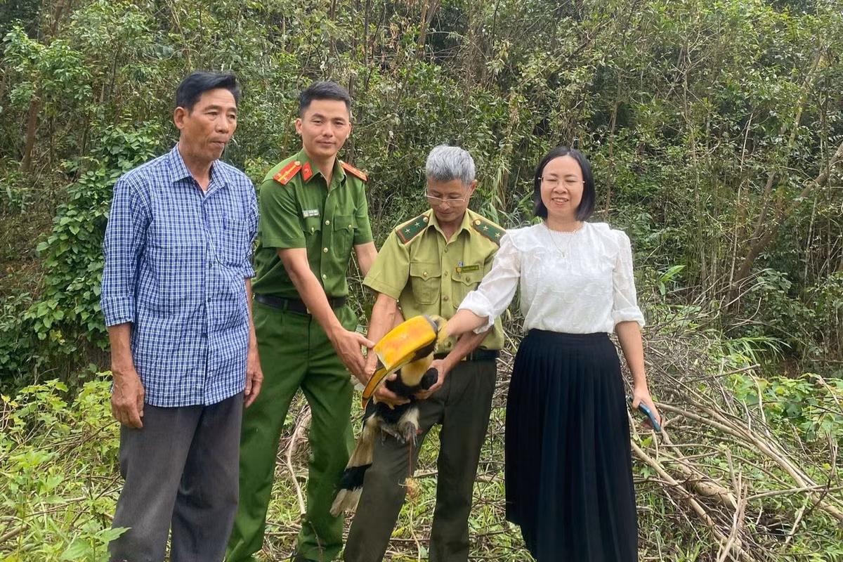 Qua kiểm tra, lực lượng Công an xã và Hạt Kiểm lâm Tân Kỳ xác định cá thể chim lạ bay lạc vào sân vườn của nhà ông Dung là chim hồng hoàng quý hiếm. Ảnh: Tiền phong.