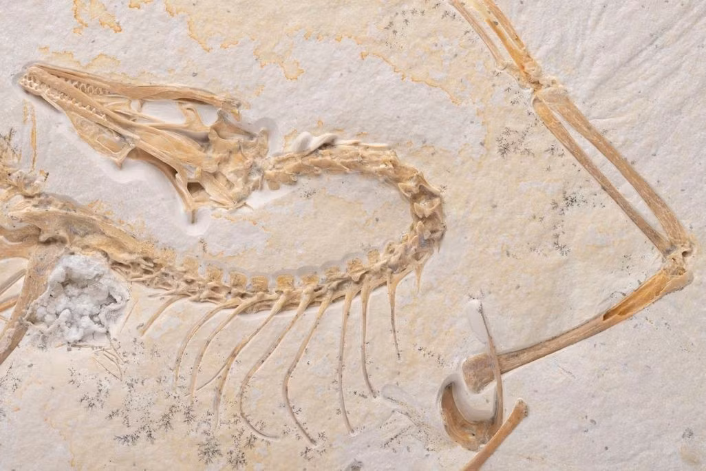 Hóa thạch Archaeopteryx - loài khủng long có lông vũ - được trưng bày công khai vào năm 2024 tại Bảo tàng Field. Theo đó, các nhà khoa học và công chúng có cơ hội chiêm ngưỡng cận cảnh một trong những hóa thạch Archaeopteryx hoàn chỉnh nhất được tìm thấy cho đến nay. Archaeopteryx Chicago được phát hiện trong đá vôi Solnhofen ở Đức. Đây là một địa điểm nổi tiếng vì đã tìm thấy nhiều mẫu hóa thạch Archaeopteryx. Ảnh: Delaney Drummond © Field Museum.