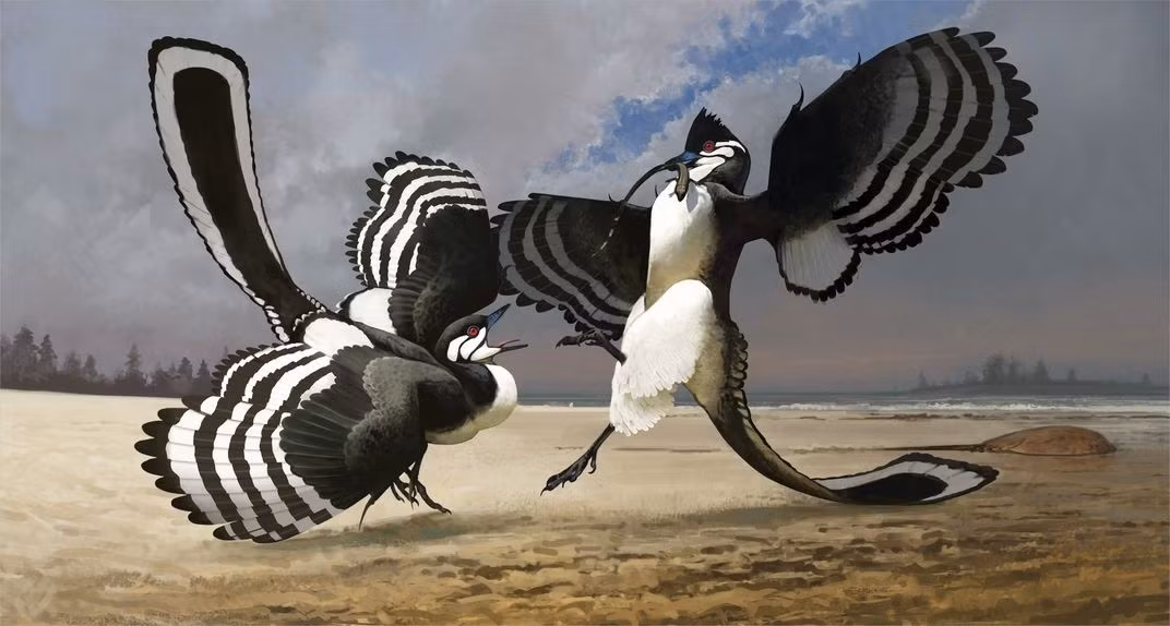 Hóa thạch Archaeopteryx Chicago từng thuộc sở hữu tư nhân từ trước năm 1990. Đến năm 2022, nó được đưa đến Bảo tàng Field nhờ nỗ lực chung của những người đam mê và ủng hộ hóa thạch. Việc tìm thấy hóa thạch Archaeopteryx Chicago đã cung cấp bằng chứng mạnh mẽ giúp chứng minh thuyết tiến hóa của Darwin là đúng. Ảnh: Ville Sinkonnen © Field Museum.