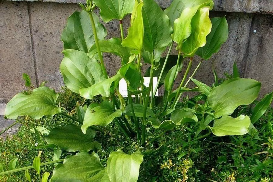 3. Cây bách thủy tiên – Hoa trắng, “nước trăm dòng”: Bách thủy tiên có lá xanh tròn, hoa trắng tinh khiết, thường trồng trong nước hoặc thủy canh. Ngay tên gọi “bách thủy” đã mang ý nghĩa trăm dòng nước, hợp mệnh Thủy, giúp dòng tiền “chảy” về và cân bằng năng lượng trong nhà.