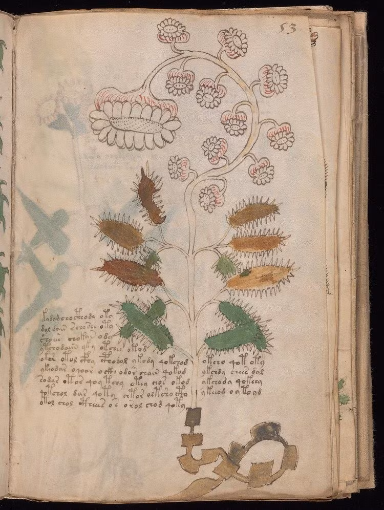 Bản thảo Voynich gồm 240 trang, được nhà bán sách cổ người Ba Lan Wilfrid Voynich mua cuốn sách của một thư viện đại học ở Italy mua vào năm 1912. Kết quả xác định niên đại bằng phương pháp carbon phóng xạ cho thấy cuốn sách được tạo ra vào thế kỷ 15. Ảnh: Beinecke Rare Book and Manuscript Library at Yale University.