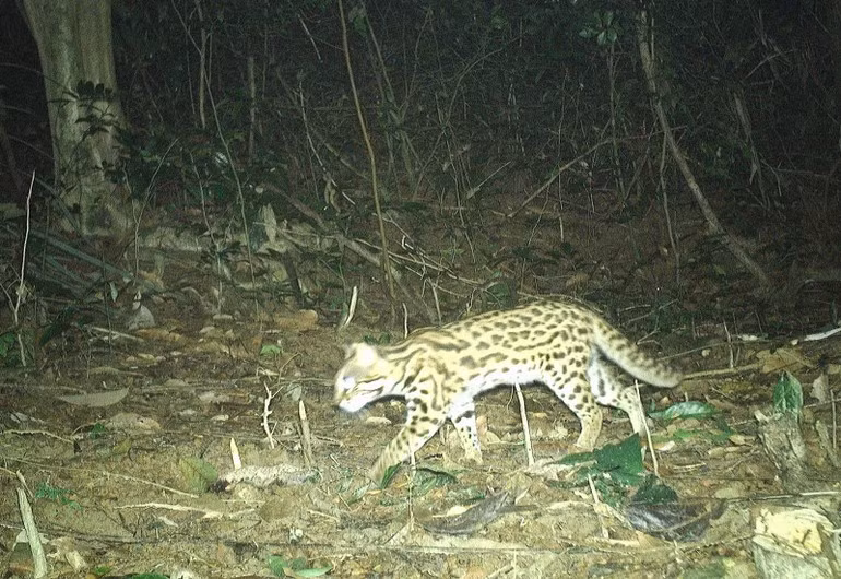 Mèo rừng có tên khoa học là Prionailurus bengalensis. Loài này thuộc nhóm IIB trong danh mục động vật rừng nguy cấp quý hiếm. Ảnh: Nhân dân.