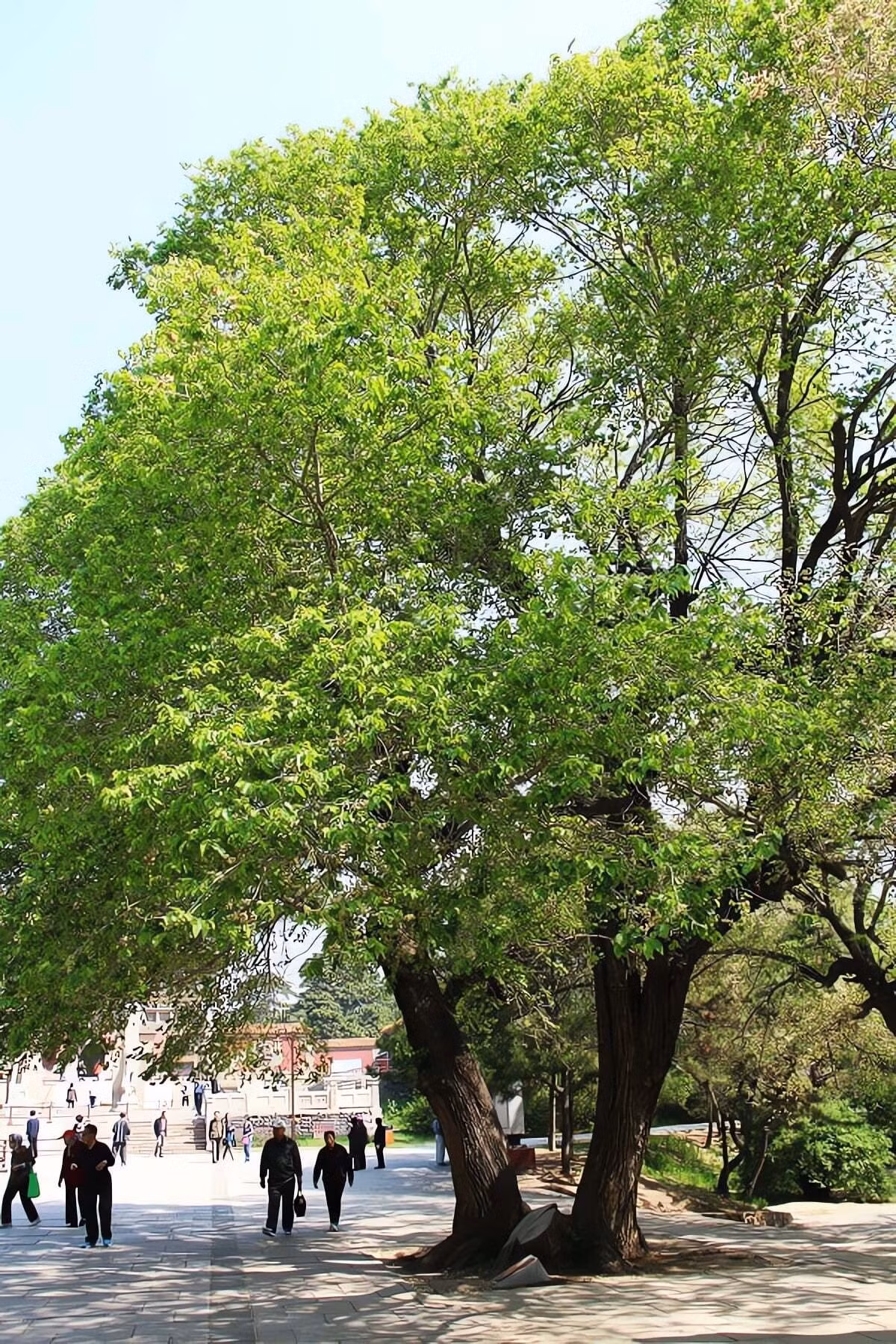 Ngoài tài lộc, cây du còn tượng trưng cho sức khỏe và trường thọ, rất được khuyến khích trồng trong gia đình có người cao tuổi. Quan niệm này phản ánh mong ước giản dị của người xưa: sống lâu, đủ ăn, đủ mặc và một mái nhà bình yên gắn bó với thiên nhiên.