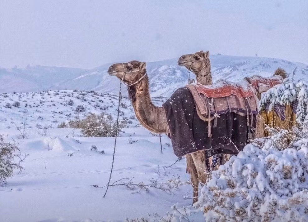Người dân ở Arab Saudi đã chứng kiến cảnh tượng tuyết rơi bất thường ở các sa mạc khô cằn. Đây là lần đầu tiên tuyết rơi trắng xóa ở các sa mạc tại Arab Saudi trong 30 năm qua. Ảnh: Gulf Today.