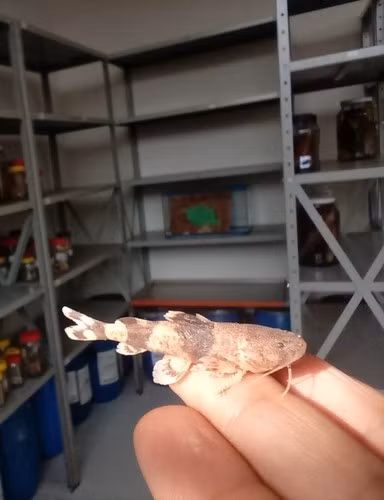Cảnh sát môi trường đến từ bang Mato Grosso do Sul đã phát hiện đàn cá chốt bông leo vách đá trơn trượt cao từ 1 - 4m phía sau thác nước trên sông Aquidauana vào tháng 11/2024 khi bắt đầu mùa mưa. Một tuần sau đó, các nhà khoa học Brazil tới địa điểm đó để ghi lại hiện tượng thú vị này. Ảnh: Tais Cristina.