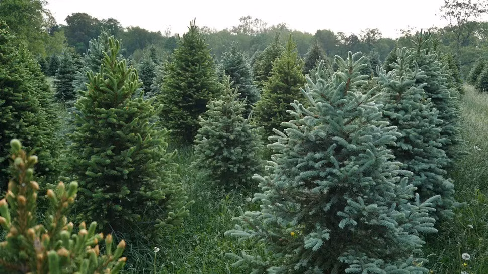 Trong nghiên cứu được công bố ngày 28/8 trên tạp chí Environmental Microbiome, cây vân sam Na Uy (Picea abies) tập trung hạt nano vàng với sự hỗ trợ của vi khuẩn trên cây. Ảnh: Douglas Sacha/Getty Images.