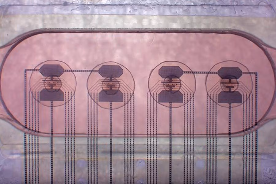 Mỗi khối cầu là một bộ não tí hon bao gồm các cụm neuron và tế bào hỗ trợ. Loại organoid này kém xa não người về độ phức tạp như có cùng khối xây dựng cơ bản. Ảnh: FinalSpark.