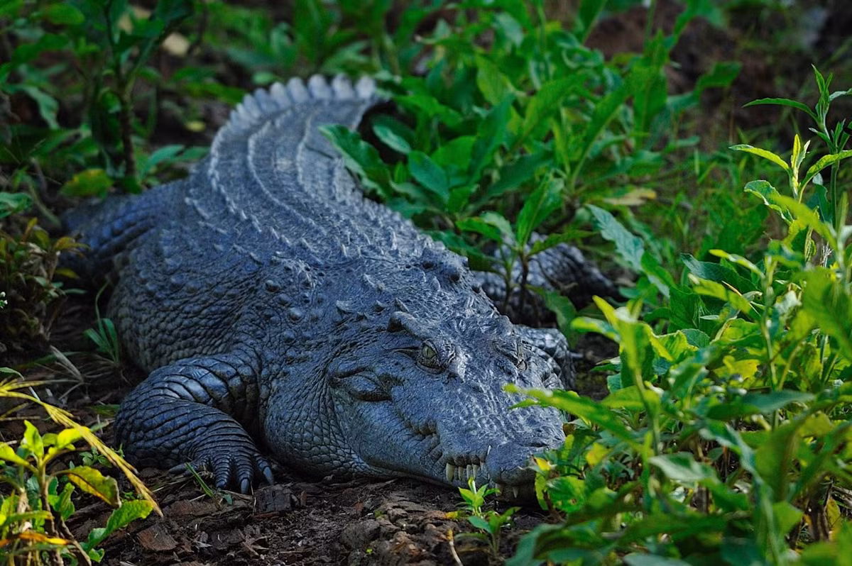 Cá sấu nước ngọt có tên khoa học là Crocodylus siamensis, thuộc nhóm IB trong danh mục thực vật rừng, động vật rừng nguy cấp, quý, hiếm. Ảnh: Ton Smits.