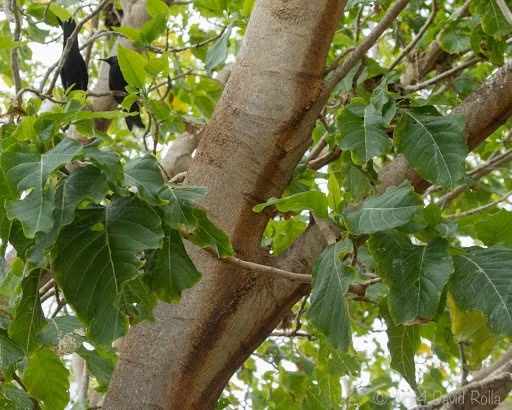 Một nghiên cứu về quần thể chim biển trên đảo Cousin ở Seychelles cho thấy hạt của cây pisonia là nguyên nhân gây ra cái chết của 1/4 cá thể nhạn trắng và 1/10 các loài chim biển nhiệt đới khác. Ảnh: David Rolla/iNaturalist, ALA.