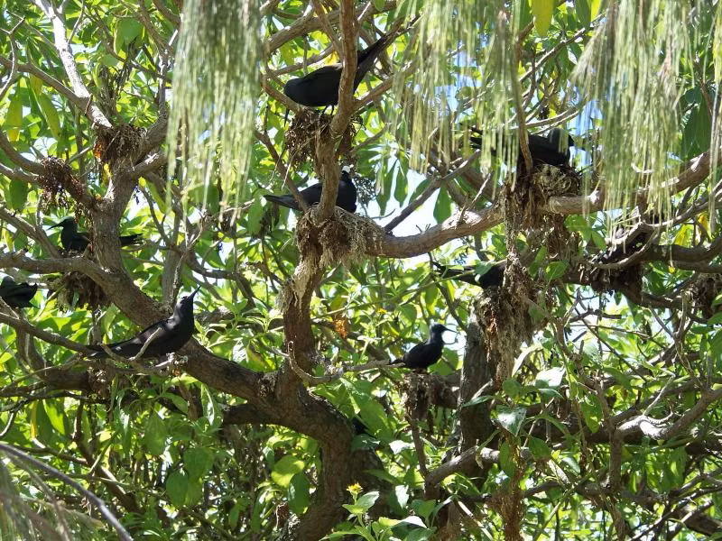 Một giả thuyết được đưa ra để lý giải vì sao cây pisonia bẫy chim bằng cách gieo hạt. Theo giả thuyết này, xác chim phân hủy khi rơi xuống phần gốc rễ sẽ đem đến nguồn dinh dưỡng lớn. Ảnh: Mirjam Maughan (James Cook University), James Cook University.