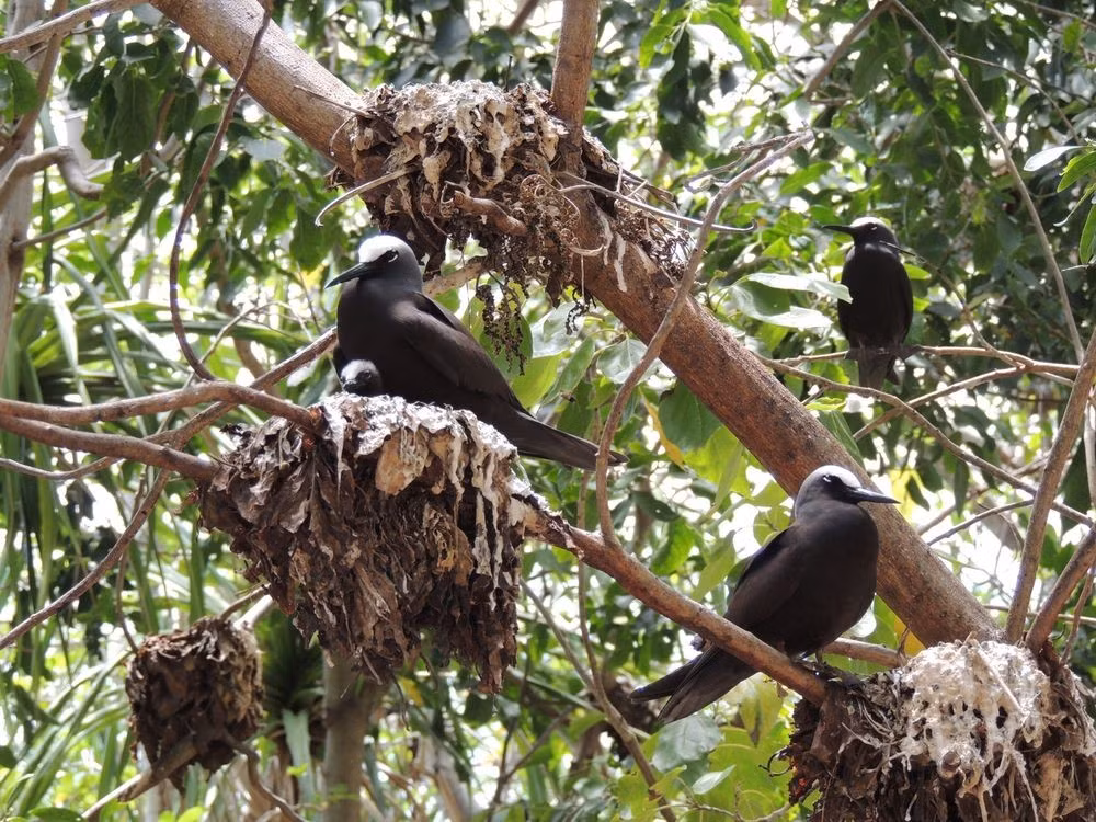Cây pisonia, còn gọi "cây bắt chim", được tìm thấy ở các môi trường sống nhiệt đới. Loài cây này xuất hiện chủ yếu ở các đảo thuộc vùng Caribbean và Ấn Độ Dương - Thái Bình Dương. Ảnh: Christopheb / Dreamstime.com.