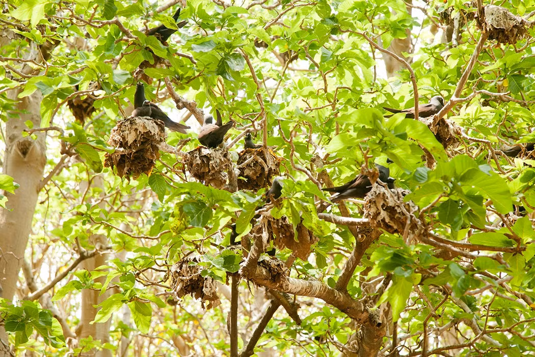 Thêm nữa, cây pisonia nhận được nhiều dinh dưỡng từ phân chim, trứng chim rụng xuống đất cho thấy chim biển có giá trị hơn nhiều đối với cây khi còn sống hơn là lúc chết. Ảnh: iStock.