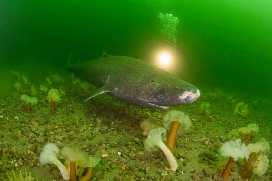 Cá mập Greenland (Somniosus microcephalus) là loài di chuyển chậm dưới biển sâu. Chúng thường bơi với tốc độ khoảng 1,2 km/h. Ảnh: Doug Perrine /Alamy Stock Photo.