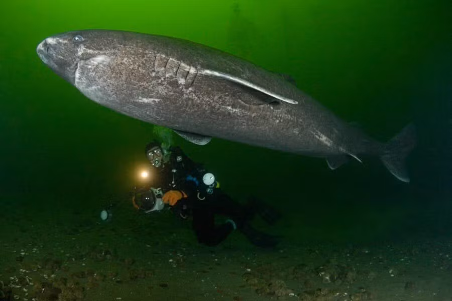 Với tuổi thọ như vậy, cá mập Greenland trở thành loài động vật có xương sống thọ nhất hành tinh. Ảnh: Doug Perrine / Alamy Stock Photo.