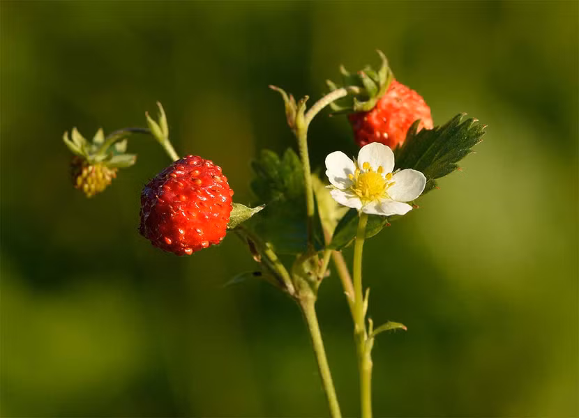 Dâu tây (Fragaria vesca) cao 30 cm, sinh trưởng trong các cánh rừng châu Âu và Bắc Mỹ. Chúng có quả đỏ mọng ăn được. Cây dại có quả nhỏ hơn nhiều so với các giống đã được thương mại hóa.
