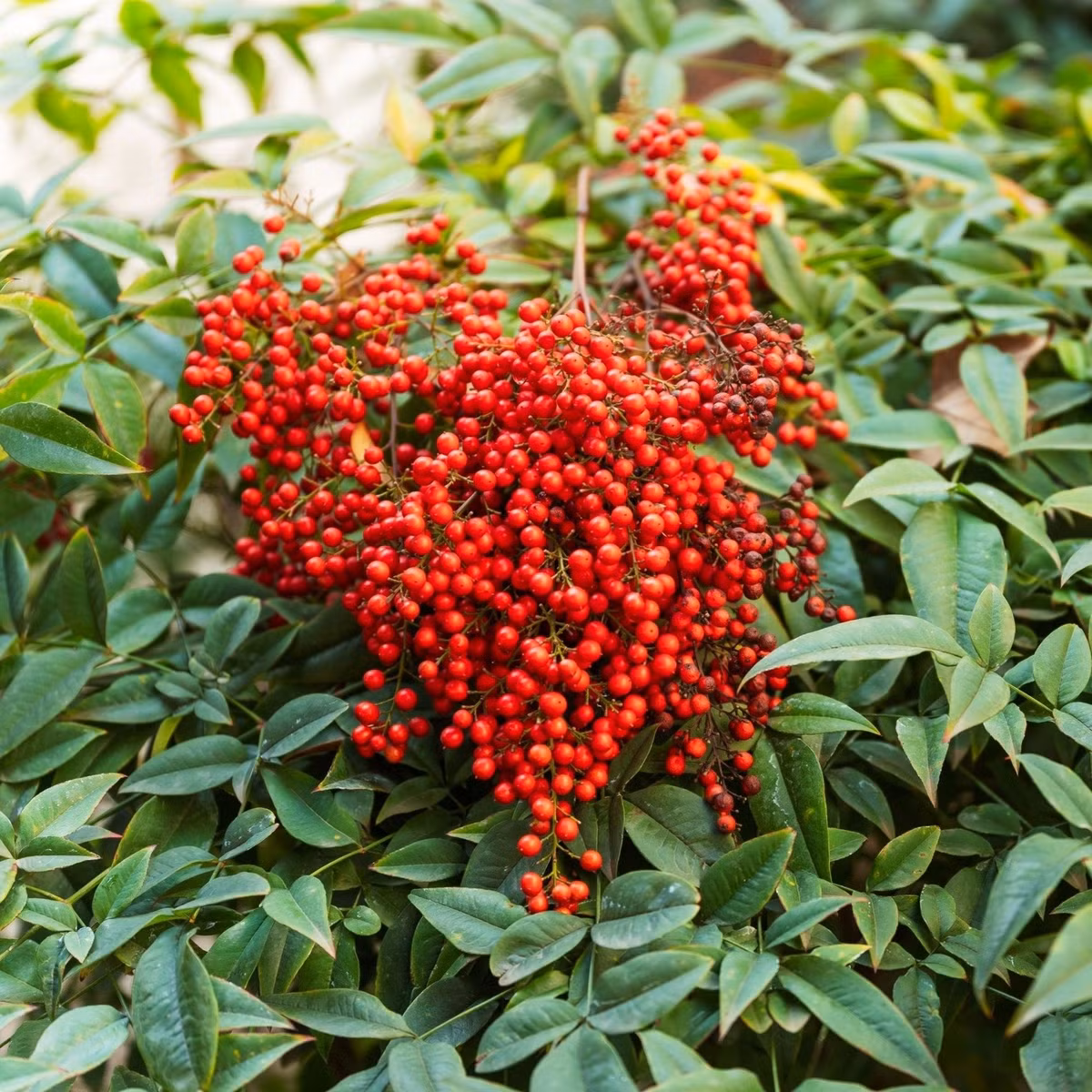  Vẻ đẹp tinh tế, nổi bật ngay từ hình dáng Lá cây dài, xanh đậm, mép cong vào trong tạo vẻ mềm mại đầy tinh tế. Cành uốn lượn thanh thoát khiến cây mang nét thông minh, nhẹ nhàng.