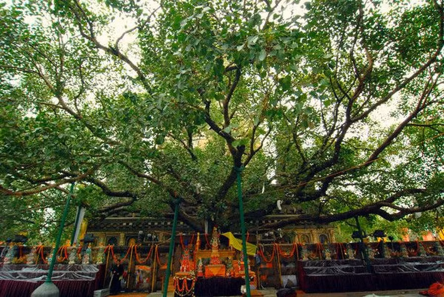 Cây bồ đề: Theo sử tích Phật giáo, Đức Phật Thích Ca đã ngồi thiền dưới cây bồ đề và đạt được giác ngộ. Trong Phật giáo, cây bồ đề đại diện cho con đường vượt qua khổ đau và đạt đến chân lý.