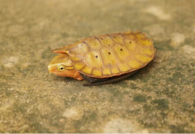 Một trong những đóng góp nổi bật nhất của nghiên cứu là các ghi nhận mới, phản ánh sự phong phú vẫn còn tiềm ẩn của khu vực, với 4 loài được ghi nhận lần đầu tiên ở tỉnh Thanh Hóa: Occidozyga lingnanica (Ếch bầu Lĩnh Nam); Vietnamophryne orlovi (Nhái lùn Orlov); Zhangixalus dennysi (Ếch cây Denny) và Pseudocalotes brevipes (Rồng đất đuôi ngắn). Ảnh: Ban Quản lý Khu Bảo tồn thiên nhiên Pù Luông.