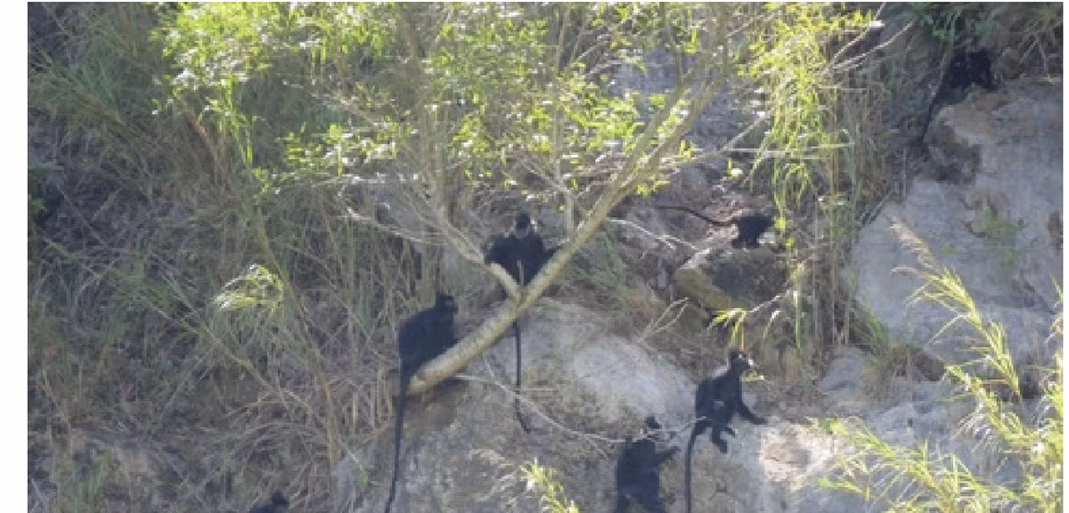Voọc Hà Tĩnh hay còn gọi voọc đen Hà Tĩnh, voọc gáy trắng có tên khoa học là Trachypithecus hatinhensis. Loài này sống ở vùng núi đá vôi các tỉnh Hà Tĩnh, Quảng Trị và hai tỉnh giáp biên giới là Khammouane và Savannakhet (Lào). Ảnh: LTA.