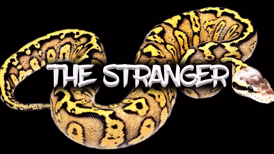 Trăn Stranger Ball có giá khá cao cao với giá có thể lên đến 29.000 USD (khoảng 679 triệu đồng).