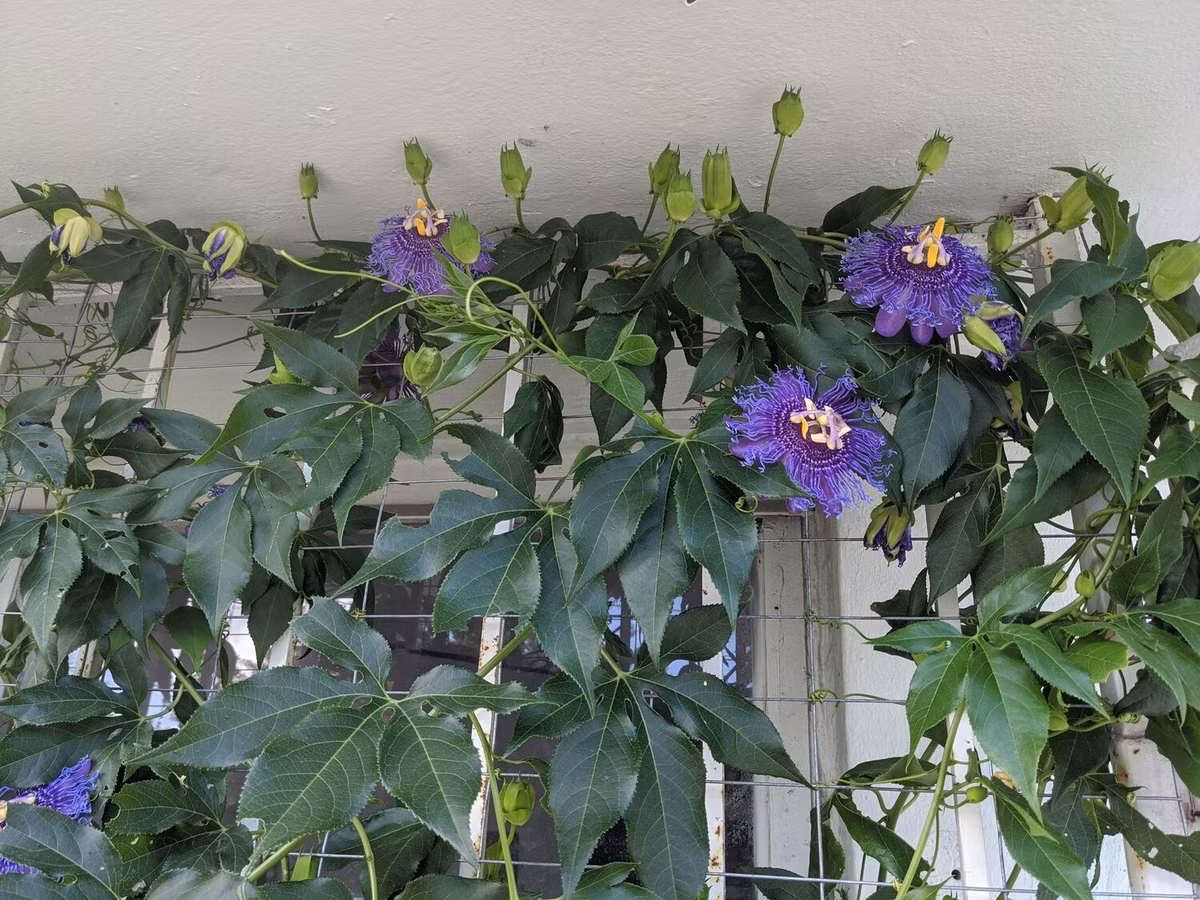 Lạc tiên thuộc họ Passiflora với hơn 550 loài – đa dạng từ cây bụi, thân gỗ đến dây leo hoa tuyệt đẹp được trồng làm cảnh ở hàng rào, ban công.