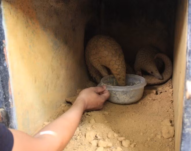 Trước đó, đêm ngày 30/1, ông Thơm đi đặt lồng bắt cua ở cánh đồng thuộc thôn An Thành 2. Đến sáng hôm sau, ông đi kiểm tra lồng thì bất ngờ phát hiện một con tê tê ở trong lồng cua. Do vậy, ông đã đến Công an xã Thăng Điền trình báo và bàn giao con tê tê quý hiếm. Ảnh: Ninh Đức Phương/TTXVN.
