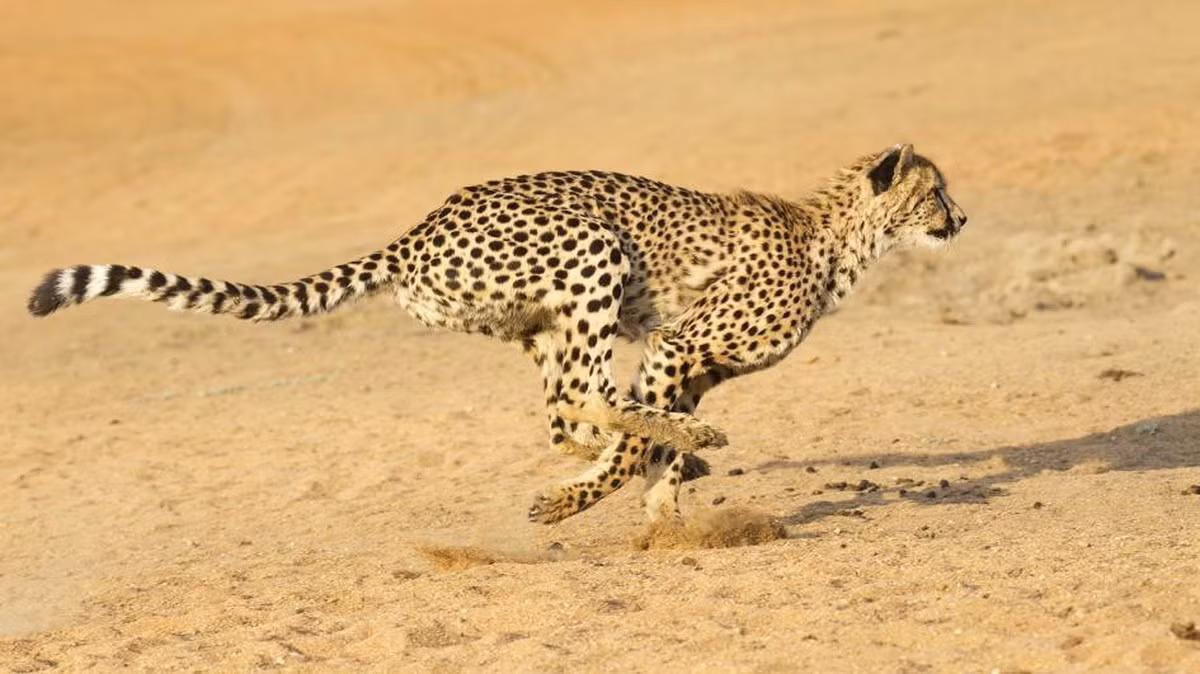 Tám con báo gêpa đã được chuyển từ Namibia đến Ấn Độ vào năm 2022 như một phần của dự án đầy tham vọng nhằm tái sinh loài động vật quý hiếm này. Ảnh: NatGeo.