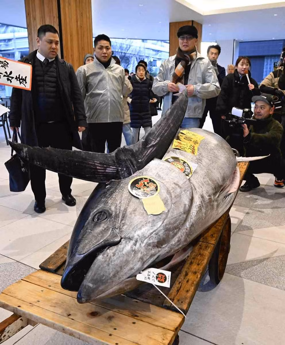 Con cá ngừ trên nặng 276 kg, được đánh bắt ở ngoài khơi Oma, tỉnh Aomori, vùng biển phía bắc Nhật Bản. Ông Yukitaka Yamaguchi, Chủ tịch công ty Yamayuki, đơn vị thắng cuộc trong phiên đấu giá, chia sẻ: "Đây là con cá ngừ tươi ngon nhất trong phiên đấu giá năm nay". Ảnh: Yomiuri Shimbun photos.