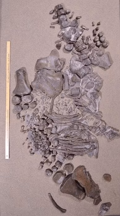 Hai mẫu vật Traskasaura sandrae được tìm thấy sau đó có niên đại nhỏ hơn. Từ đây, các chuyên gia phân tích các đặc điểm của 3 mẫu hóa thạch và xác định tất cả đều thuộc một chi mới của loài elasmosaur. Ảnh: metro.co.uk.