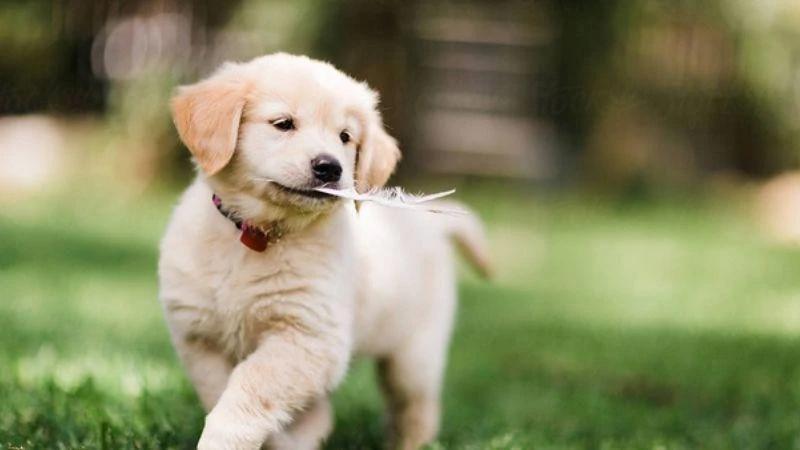 Giật mình vận may, ba con giáp tháng 11 Âm lịch bùng nổ tài lộc