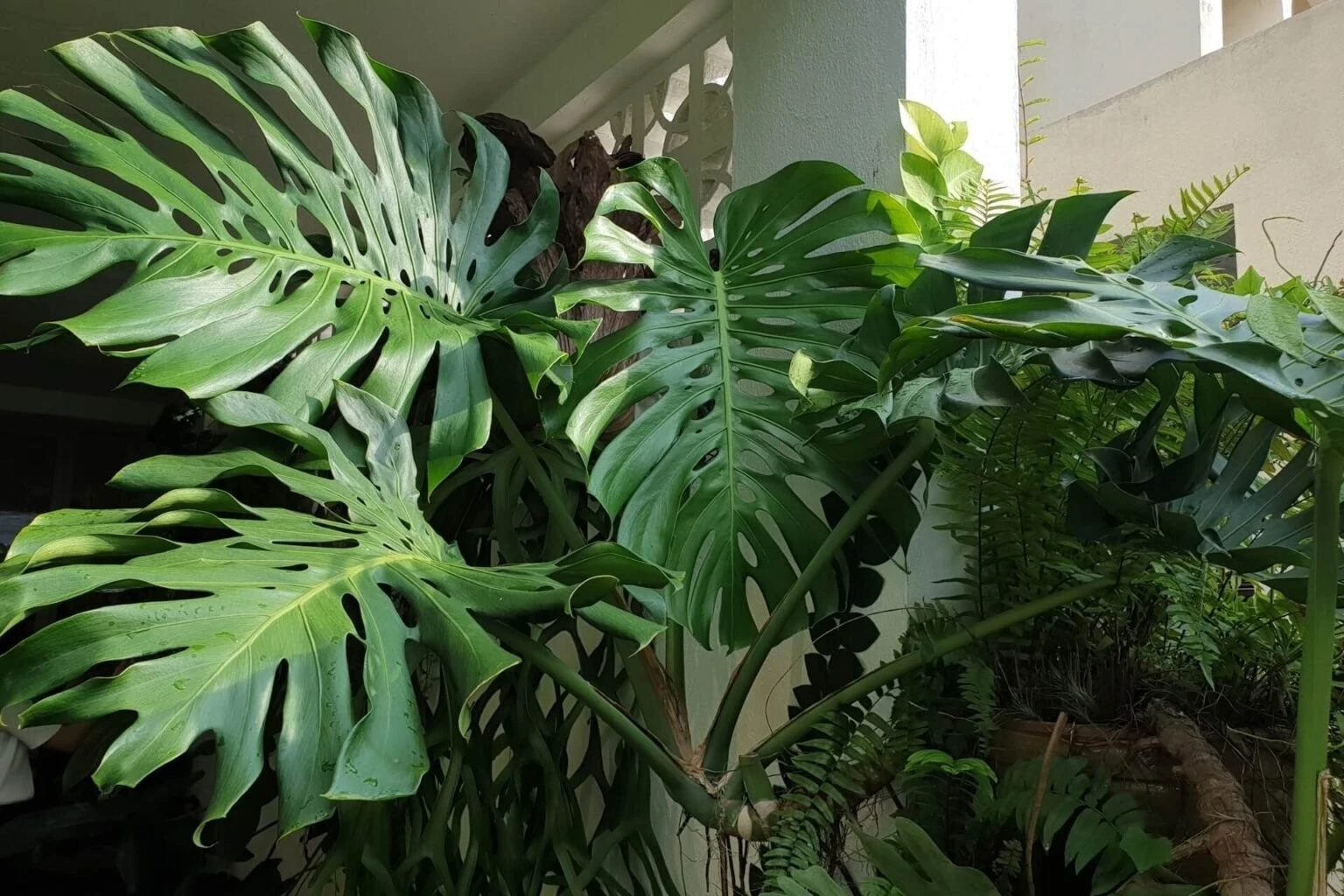 Cây trầu bà hút tài lộc mạnh nhất khi đặt ở 3 chỗ này