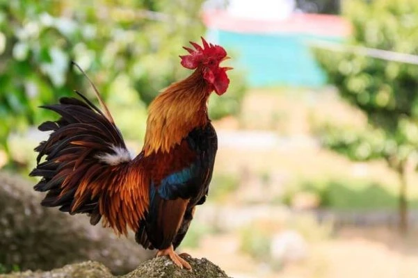 30 ngày tới, 3 con giáp Thần Tài 'chống lưng', tiền đổ về như nước