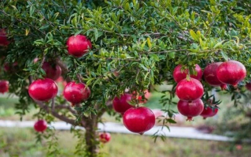 Người xưa chuộng trồng cây lựu trước nhà để giữ vận may