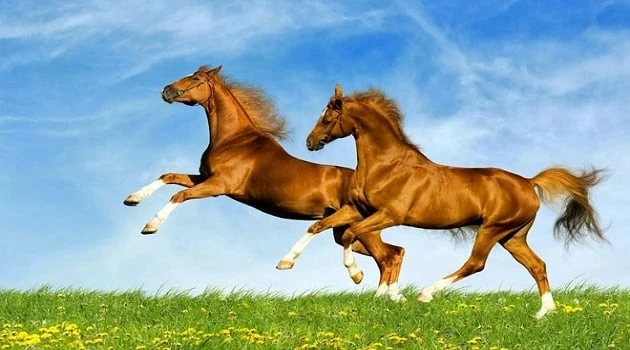 Ba con giáp may mắn nhất cuối năm, tiền tài bùng nổ đổi đời ngoạn mục