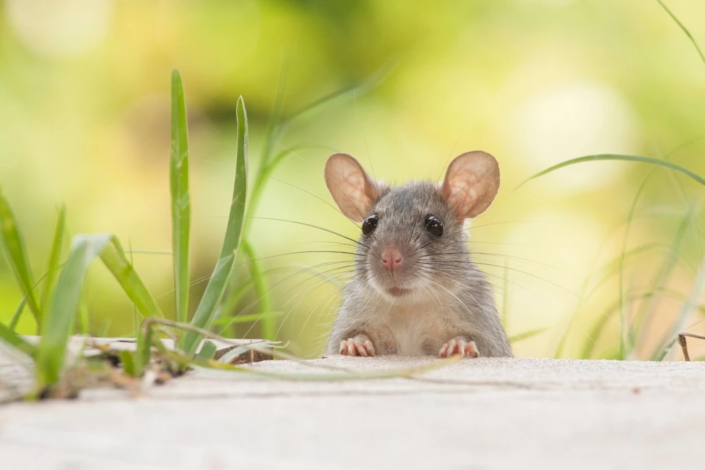 3 con giáp vượng tài nhất 7 ngày tới, tiền đầy túi... lộc đầy tay