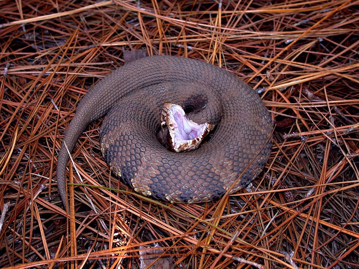  3. Cottonmouth - Loài rắn sở hữu tốc độ tấn công nhanh nhất ở Mỹ (Tốc độ tấn công: 2,97 mét mỗi giây): Ẩn mình trong những vùng đầm lầy và ao tù ở miền nam nước Mỹ, Cottonmouth (Agkistrodon piscivorus) hay còn gọi là rắn nước mặn, là một kẻ săn mồi nguy hiểm với tốc độ tấn công nhanh như chớp. 