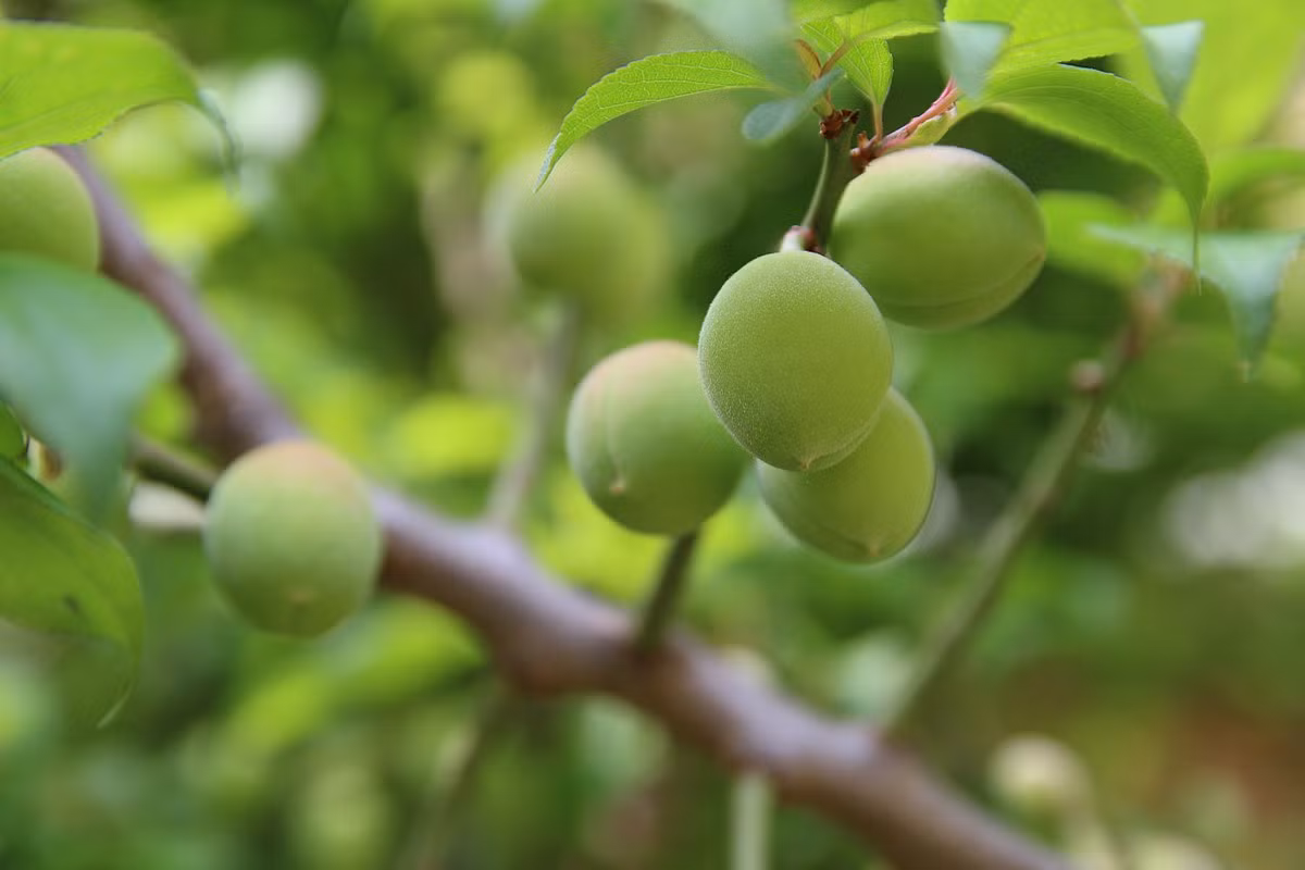  Cây mai là những loại cây cát tường được ưa thích, được mệnh danh là "hoa vương", tượng trưng cho sức mạnh, phú quý, sang trọng và quý phái. Những trái mơ mai lúc lỉu, vàng rực cũng tượng trưng cho mùa màng bội thu, thu hút tài lộc, may mắn cho gia đình. 