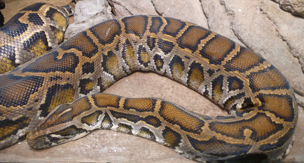 Trăn đất Python molurus vào mùa đông ở miền Bắc thường chỉ hoạt động vào ban đêm. Trong khi đó, vào mùa hè chúng lại thích ngâm mình trong nước. Thức ăn của loài này chủ yếu là chim, bò sát, những loài gặm nhấm hay thậm chí cả hươu, nai. Hiện trăn đất Python molurus đang nằm trong Sách đỏ Việt Nam, là động vật thuộc nhóm nghiêm cấm khai thác, sử dụng.