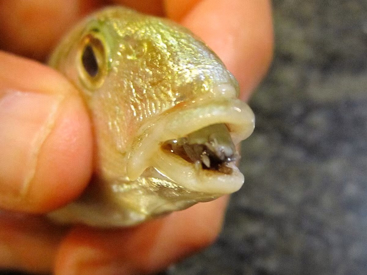 Cá bị ký sinh không có cách nào chống lại điều này và chỉ có thể chấp nhận nó một cách thụ động. Khi rận cá đến tuổi trưởng thành, chiều dài cơ thể khoảng 3 đến 4 cm, bề mặt cơ thể được bao phủ bởi một lớp vỏ cứng.