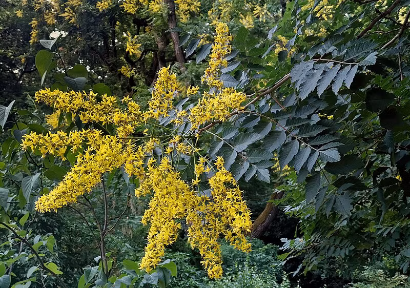  2. Cây mưa vàng: Cây mưa vàng hay kim vũ có tên tiếng Anh cũng có nghĩa là "mưa vàng" Golden rain tree, tên khoa học là Koelreuteria paniculata, thuộc họ Bồ hòn (Sapindales). Họ này có khoảng 140-150 chi và 1.400-2.000 loài.
