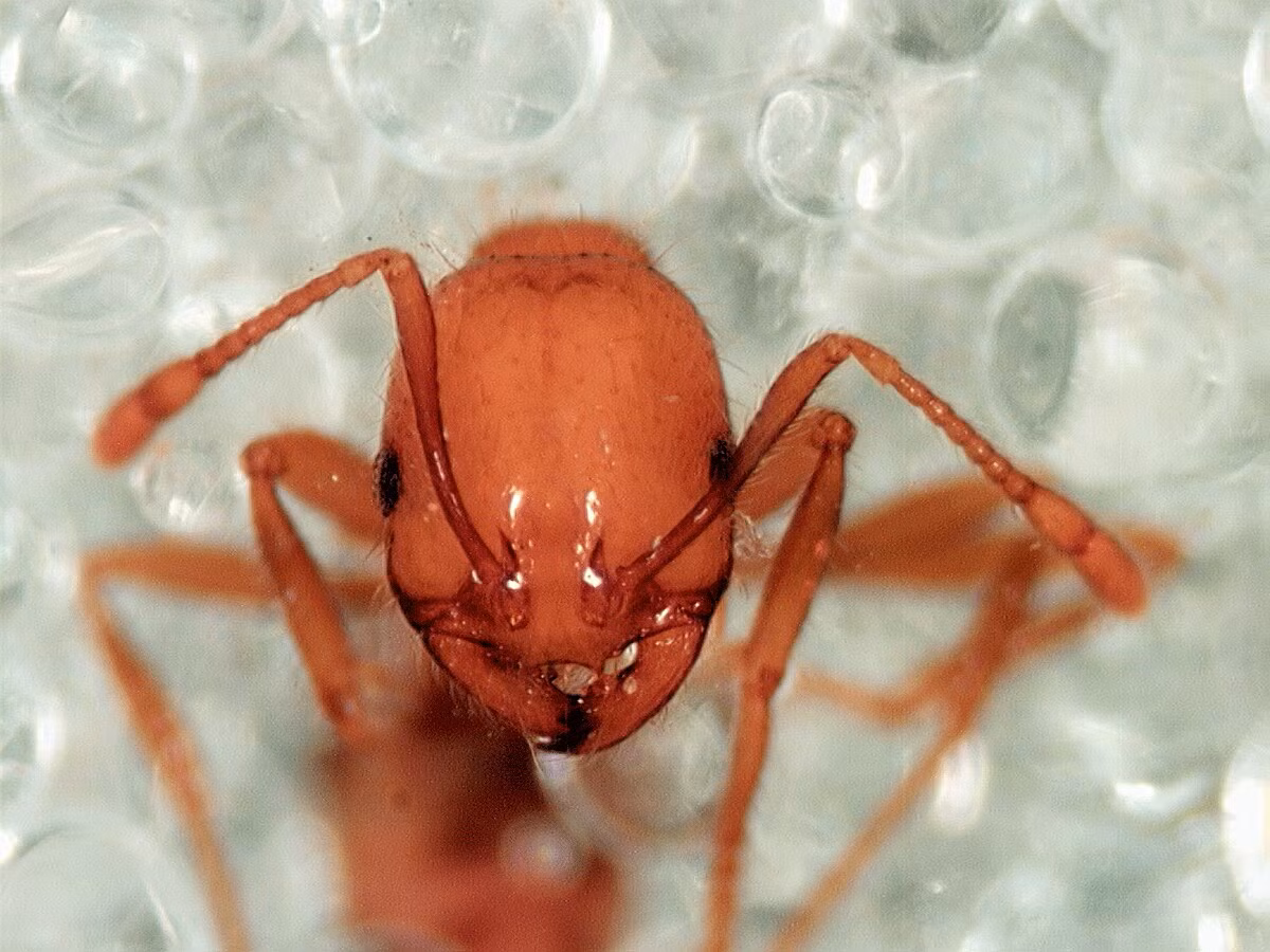  7 . Kiến lửa (chi Solenopsis): Loài kiến lửa ghê gớm có khả năng gây tử vong cho con người do sốc phản vệ. Chúng thuộc chi Solenopsis, bao gồm hơn 200 loài, những con kiến này bám vào da nạn nhân và tiêm nọc độc cực mạnh, gây đau đớn. 