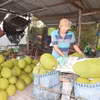 Giá mít Thái và mít ruột đỏ tại miền Tây tăng vọt