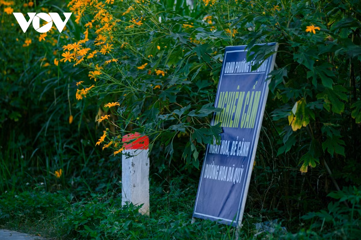 check-in con duong hoa da quy ruc ro o hai duong hinh anh 13