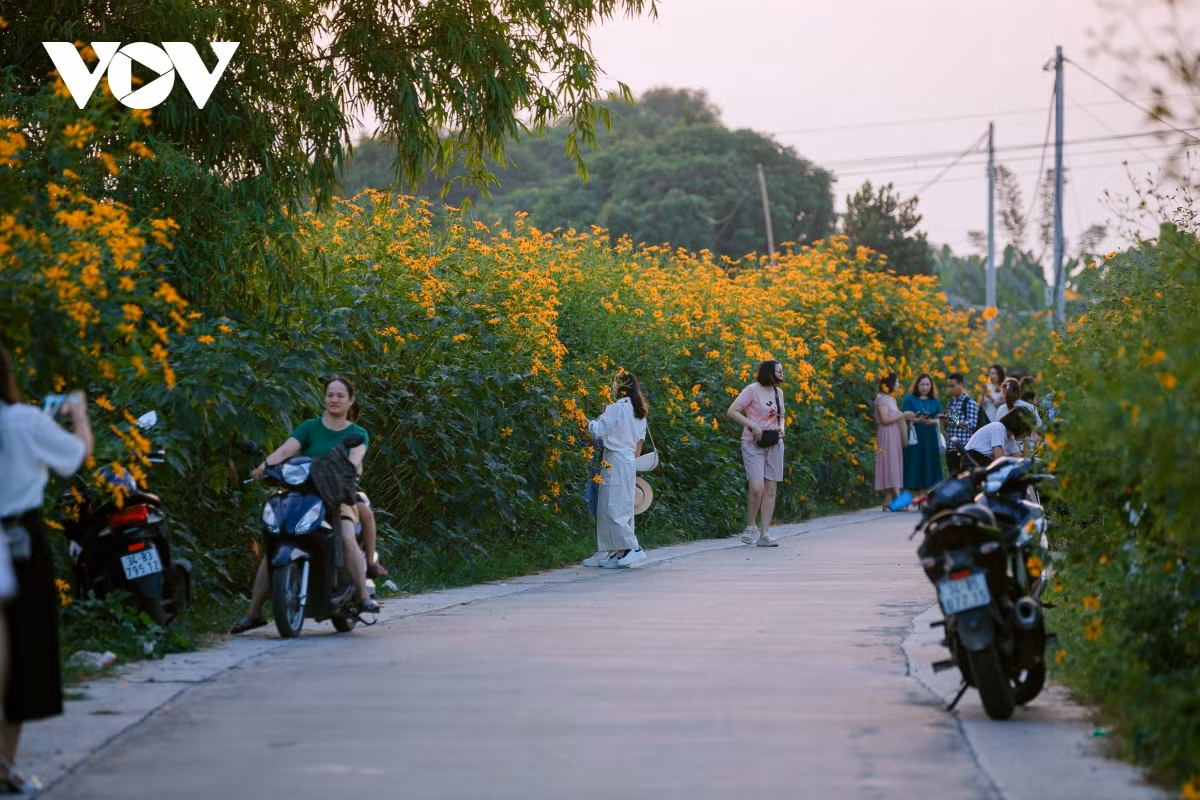 check-in con duong hoa da quy ruc ro o hai duong hinh anh 1