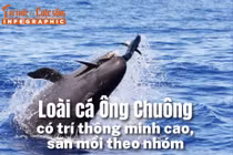 [INFOGRAPHIC] Loài cá Ông Chuông quý hiếm có trí thông minh cao