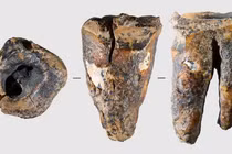 Chiếc răng khoảng 60.000 năm tuổi của người Neanderthal hé lộ bí mật bất ngờ